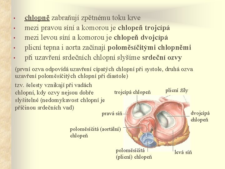  • • • chlopně zabraňují zpětnému toku krve mezi pravou síní a komorou