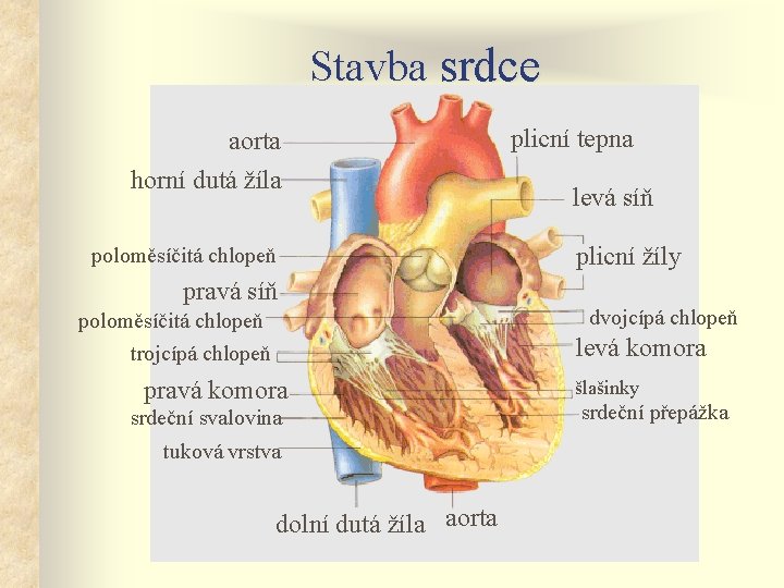 Stavba srdce aorta horní dutá žíla poloměsíčitá chlopeň pravá síň poloměsíčitá chlopeň trojcípá chlopeň