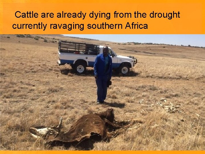 Cattle are already dying from the drought currently ravaging southern Africa 