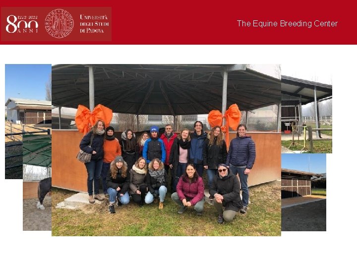 The Equine Breeding Center 