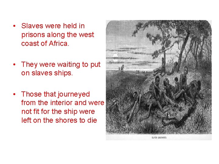  • Slaves were held in prisons along the west coast of Africa. •