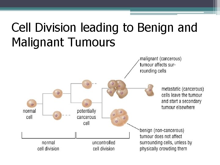 Cell Division leading to Benign and Malignant Tumours 