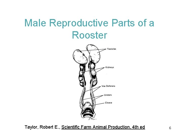 Male Reproductive Parts of a Rooster Taylor, Robert E. , Scientific Farm Animal Production,