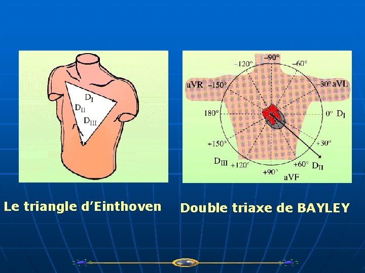 Le triangle d’Einthoven Double triaxe de BAYLEY 