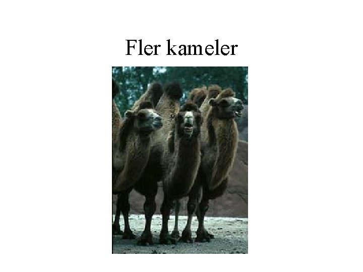 Fler kameler 