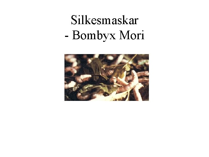 Silkesmaskar - Bombyx Mori 
