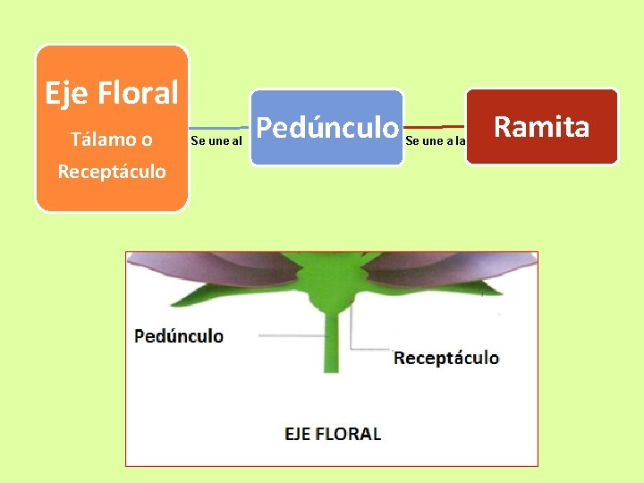 Eje Floral Tálamo o Receptáculo Se une al Pedúnculo Se une a la Ramita