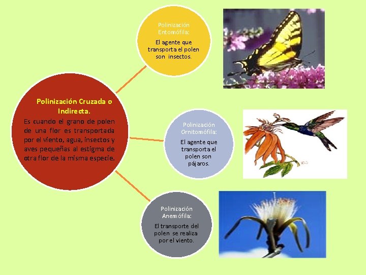 Polinización Entomófila: El agente que transporta el polen son insectos. Polinización Cruzada o Indirecta.