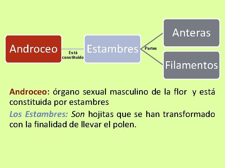 Anteras Androceo Está constituido Estambres Partes Filamentos Androceo: órgano sexual masculino de la flor