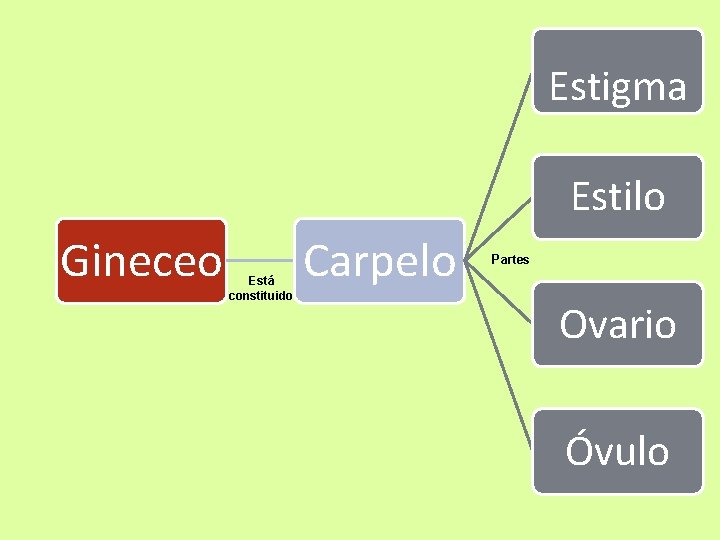 Estigma Estilo Gineceo Está constituido Carpelo Partes Ovario Óvulo 