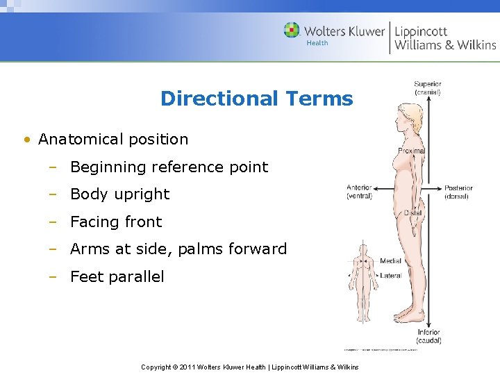 Chapter 5 Body Structure Copyright 2011 Wolters Kluwer