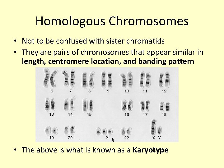 Homologous Chromosomes • Not to be confused with sister chromatids • They are pairs