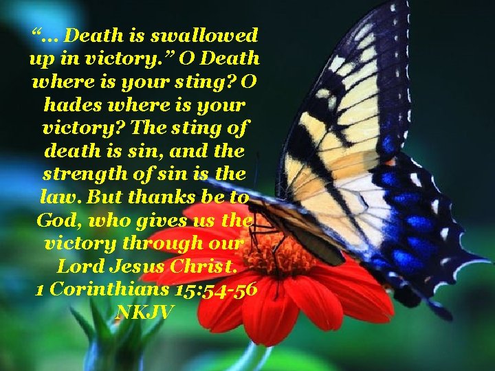 “… Death is swallowed up in victory. ” O Death where is your sting?
