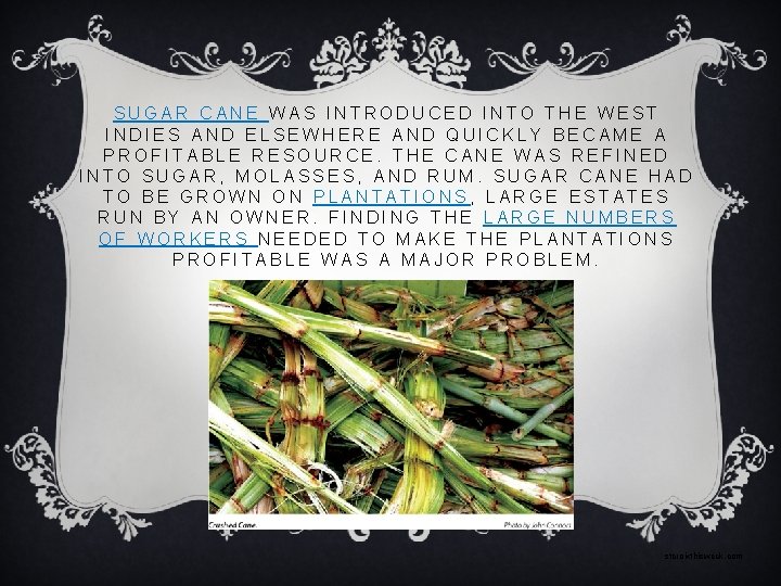 SUGAR CANE WAS INTRODUCED INTO THE WEST INDIES AND ELSEWHERE AND QUICKLY BECAME A