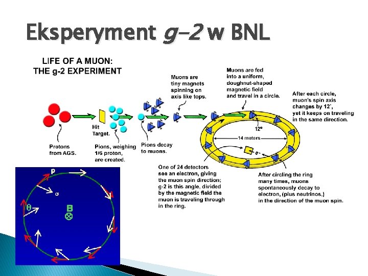Eksperyment g-2 w BNL 