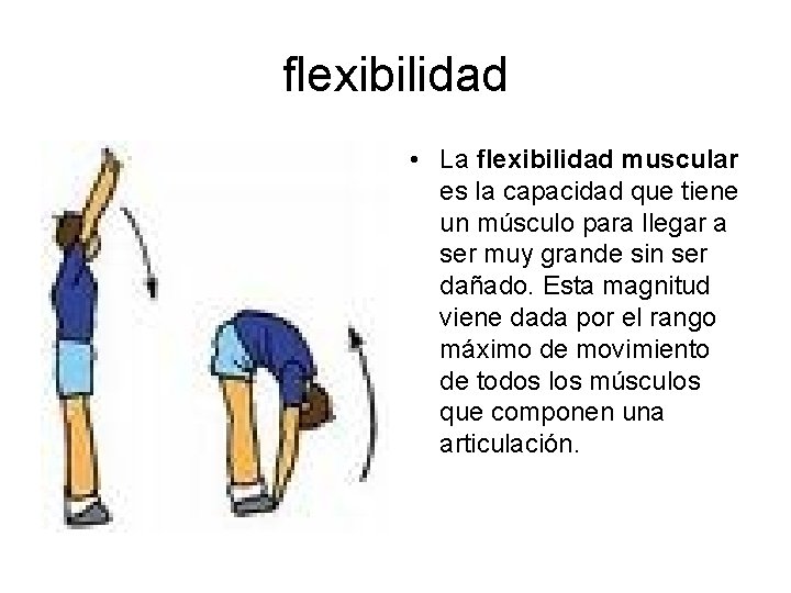 flexibilidad • La flexibilidad muscular es la capacidad que tiene un músculo para llegar