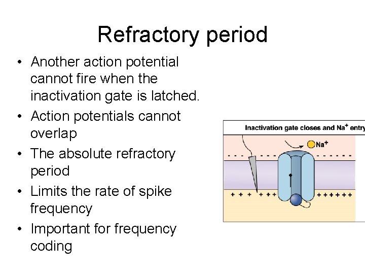 Refractory period • Another action potential cannot fire when the inactivation gate is latched.