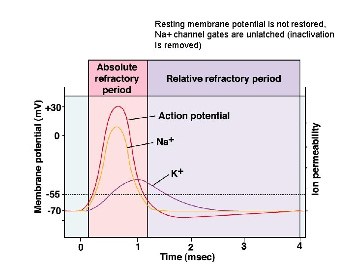 Resting membrane potential is not restored, Na+ channel gates are unlatched (inactivation Is removed)