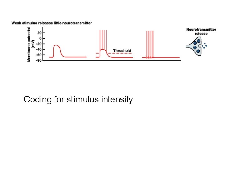 Coding for stimulus intensity 