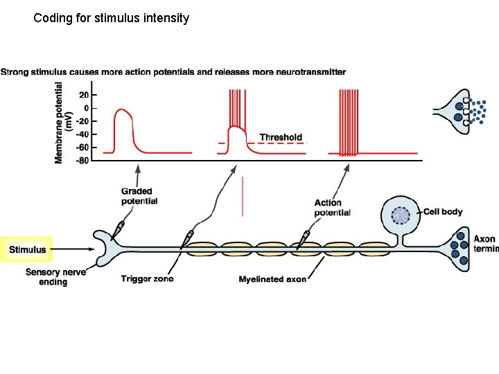 Coding for stimulus intensity 