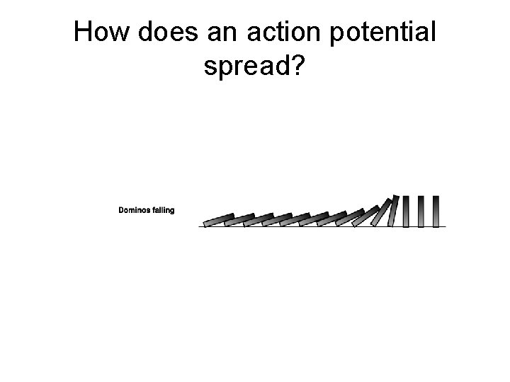 How does an action potential spread? 