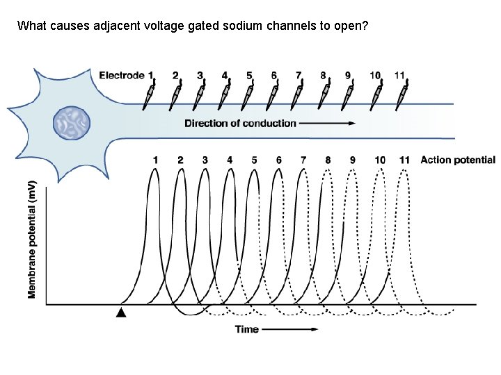 What causes adjacent voltage gated sodium channels to open? 