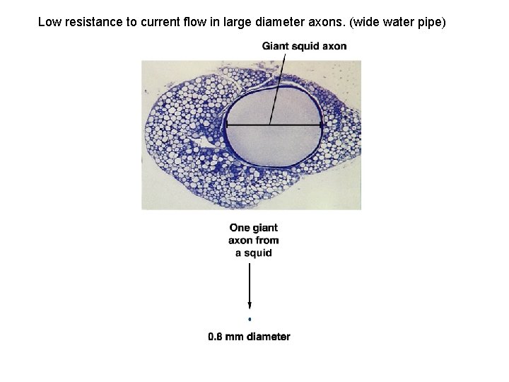 Low resistance to current flow in large diameter axons. (wide water pipe) 