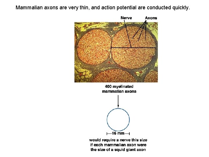 Mammalian axons are very thin, and action potential are conducted quickly. 