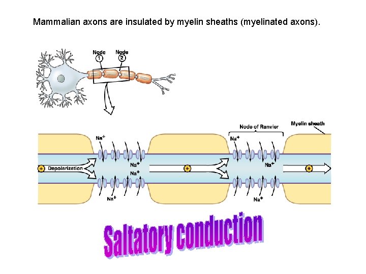 Mammalian axons are insulated by myelin sheaths (myelinated axons). 