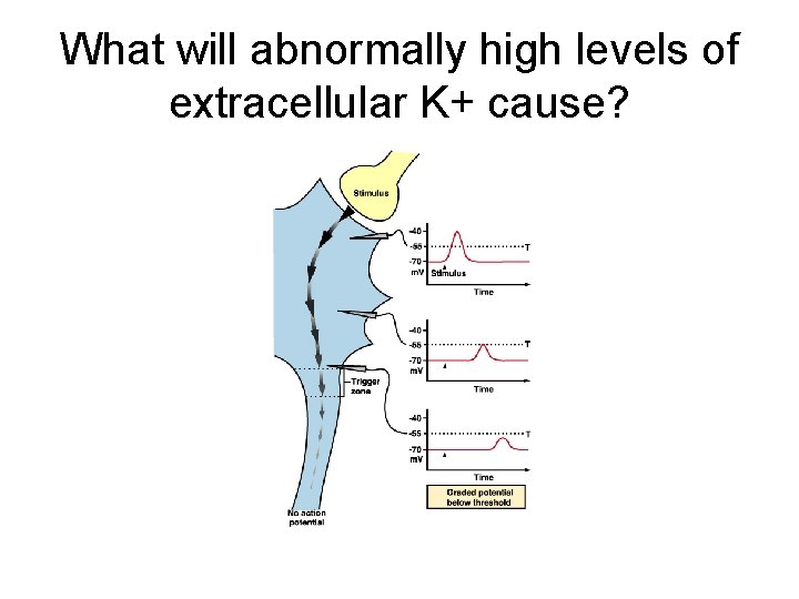 What will abnormally high levels of extracellular K+ cause? 