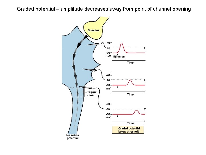 Graded potential – amplitude decreases away from point of channel opening 