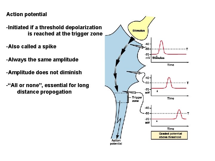 Action potential -Initiated if a threshold depolarization is reached at the trigger zone -Also