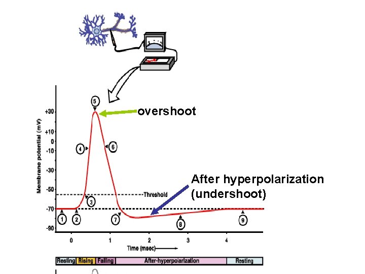 overshoot After hyperpolarization (undershoot) 