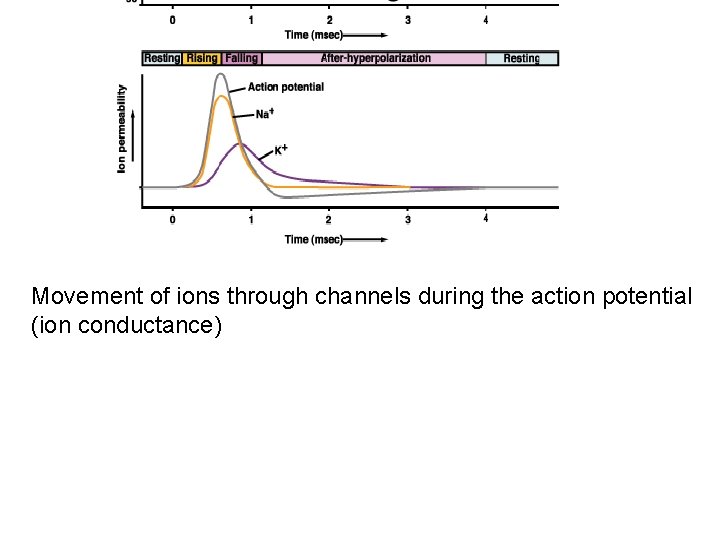 Movement of ions through channels during the action potential (ion conductance) 