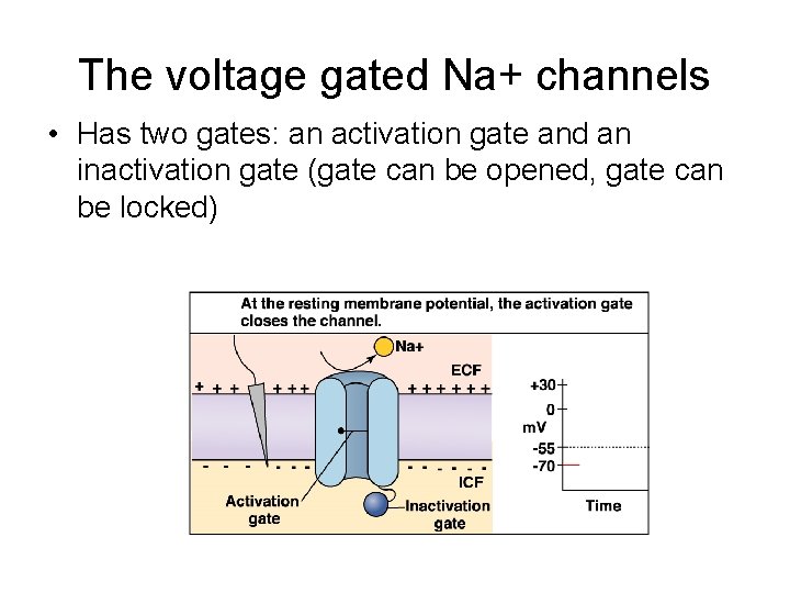 The voltage gated Na+ channels • Has two gates: an activation gate and an