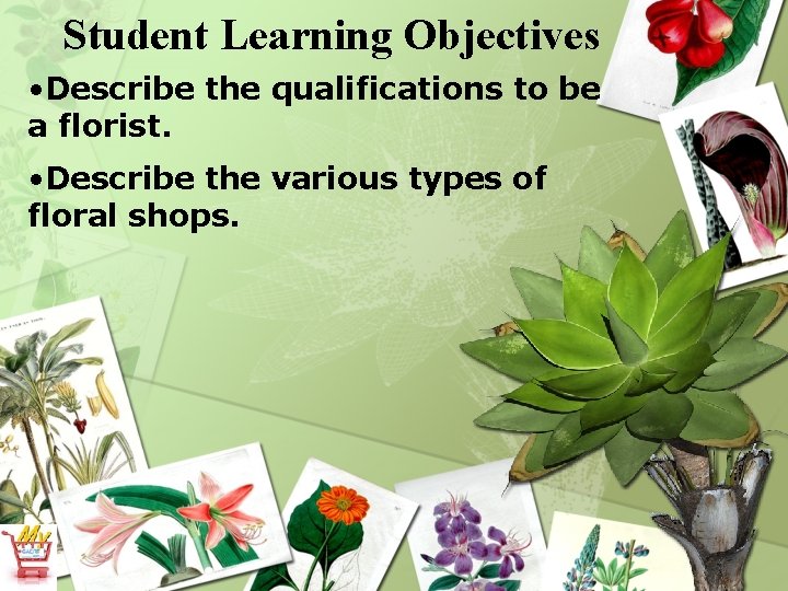 Student Learning Objectives • Describe the qualifications to be a florist. • Describe the