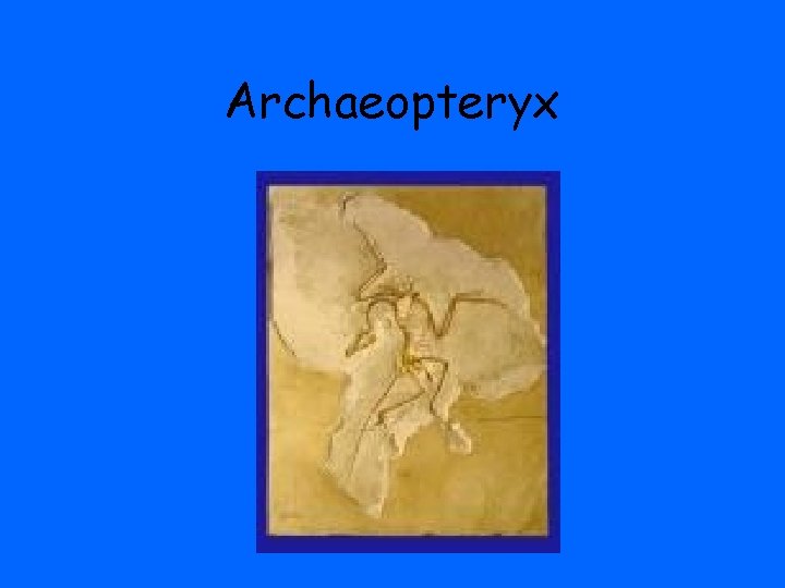 Archaeopteryx 