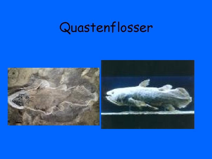 Quastenflosser 