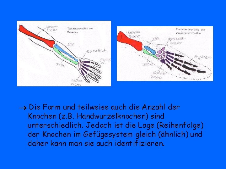  Die Form und teilweise auch die Anzahl der Knochen (z. B. Handwurzelknochen) sind