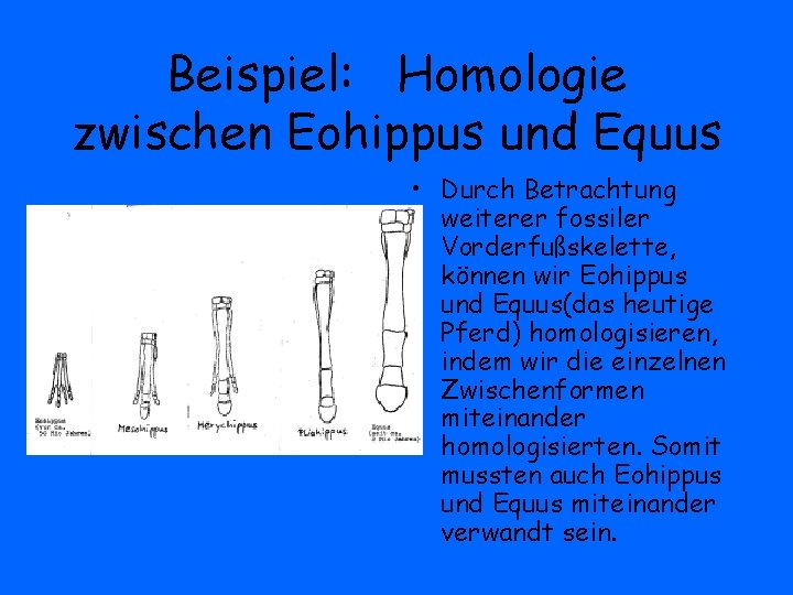 Beispiel: Homologie zwischen Eohippus und Equus • Durch Betrachtung weiterer fossiler Vorderfußskelette, können wir