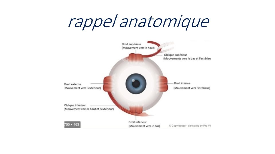 rappel anatomique 