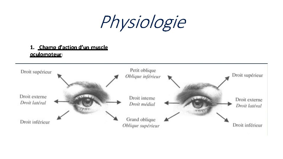 Physiologie 1. Champ d’action d’un muscle oculomoteur: 