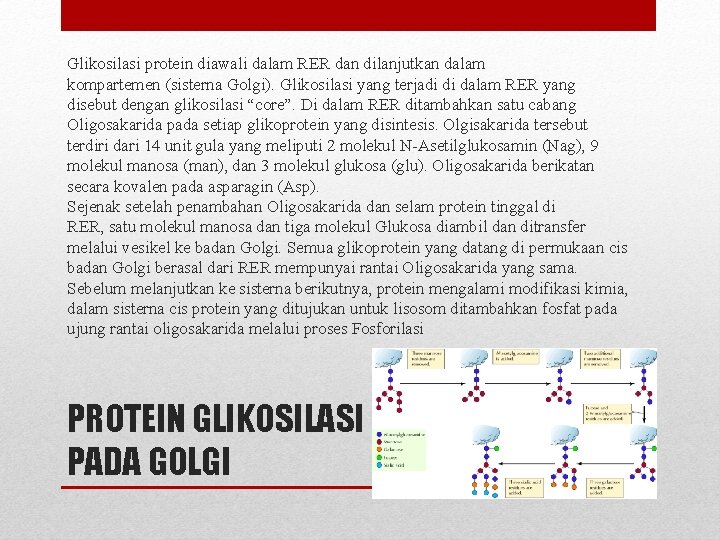 Glikosilasi protein diawali dalam RER dan dilanjutkan dalam kompartemen (sisterna Golgi). Glikosilasi yang terjadi