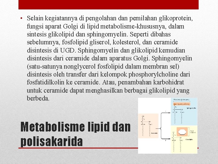  • Selain kegiatannya di pengolahan dan pemilahan glikoprotein, fungsi aparat Golgi di lipid