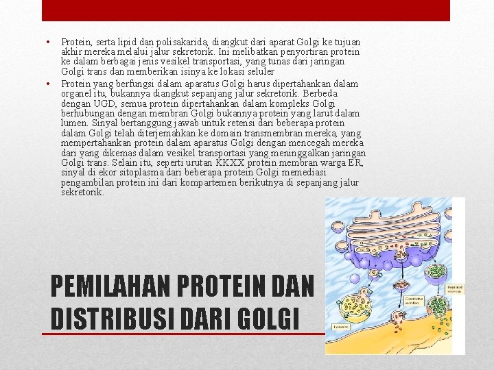  • • Protein, serta lipid dan polisakarida, diangkut dari aparat Golgi ke tujuan