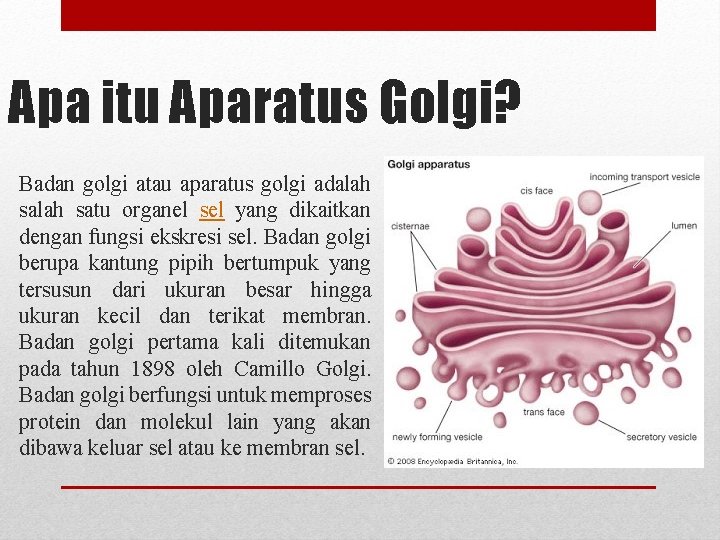 Apa itu Aparatus Golgi? Badan golgi atau aparatus golgi adalah satu organel sel yang