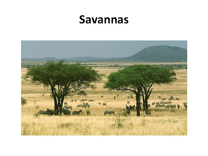 Savannas 