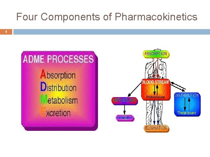 Four Components of Pharmacokinetics 4 