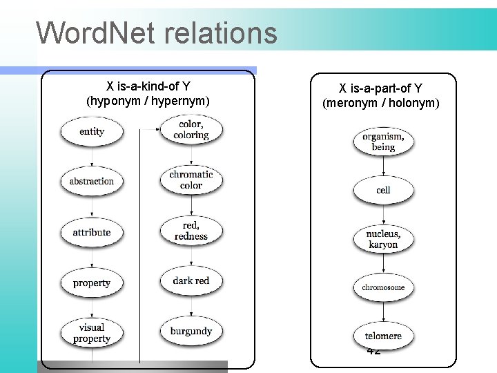 Word. Net relations X is-a-kind-of Y (hyponym / hypernym) X is-a-part-of Y (meronym /