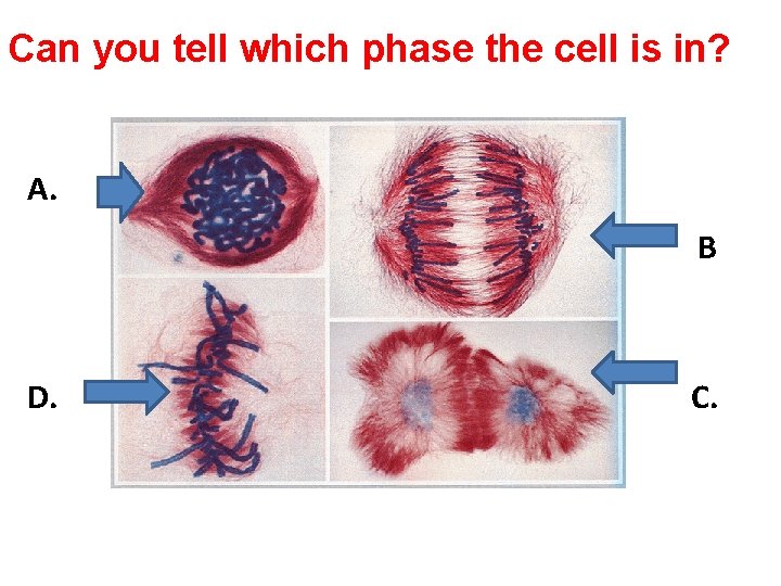 Can you tell which phase the cell is in? A. B D. C. 